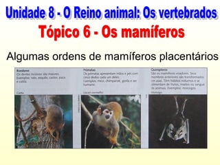 Algumas ordens de mamíferos placentários
 