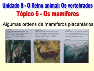 Algumas ordens de mamíferos placentários
 