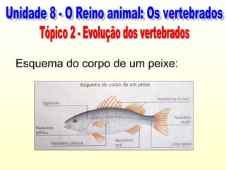 Esquema do corpo de um peixe:
 