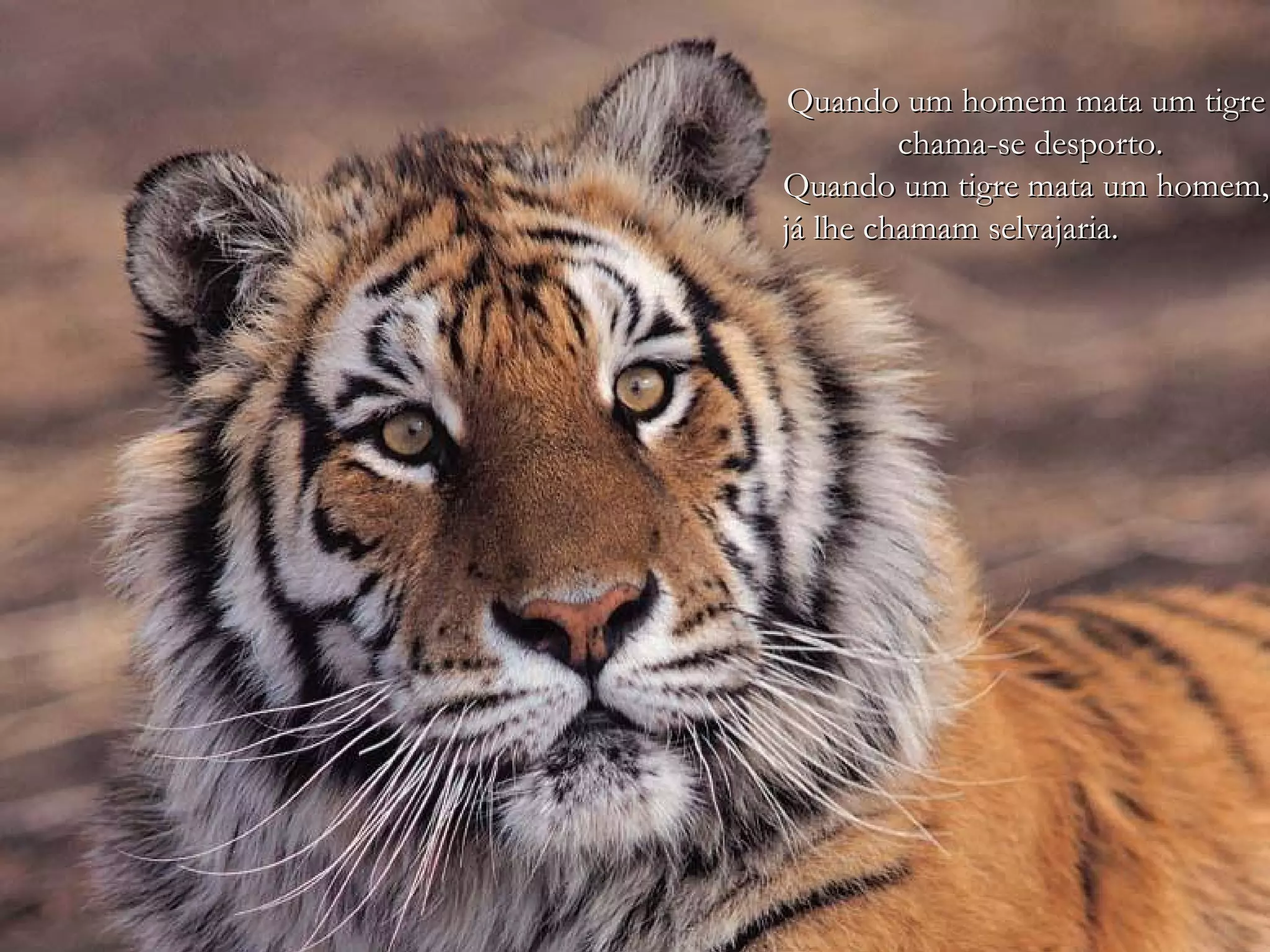 Quando um homem mata um tigre
         chama-se desporto.
Quando um tigre mata um homem,
já lhe chamam selvajaria.
 