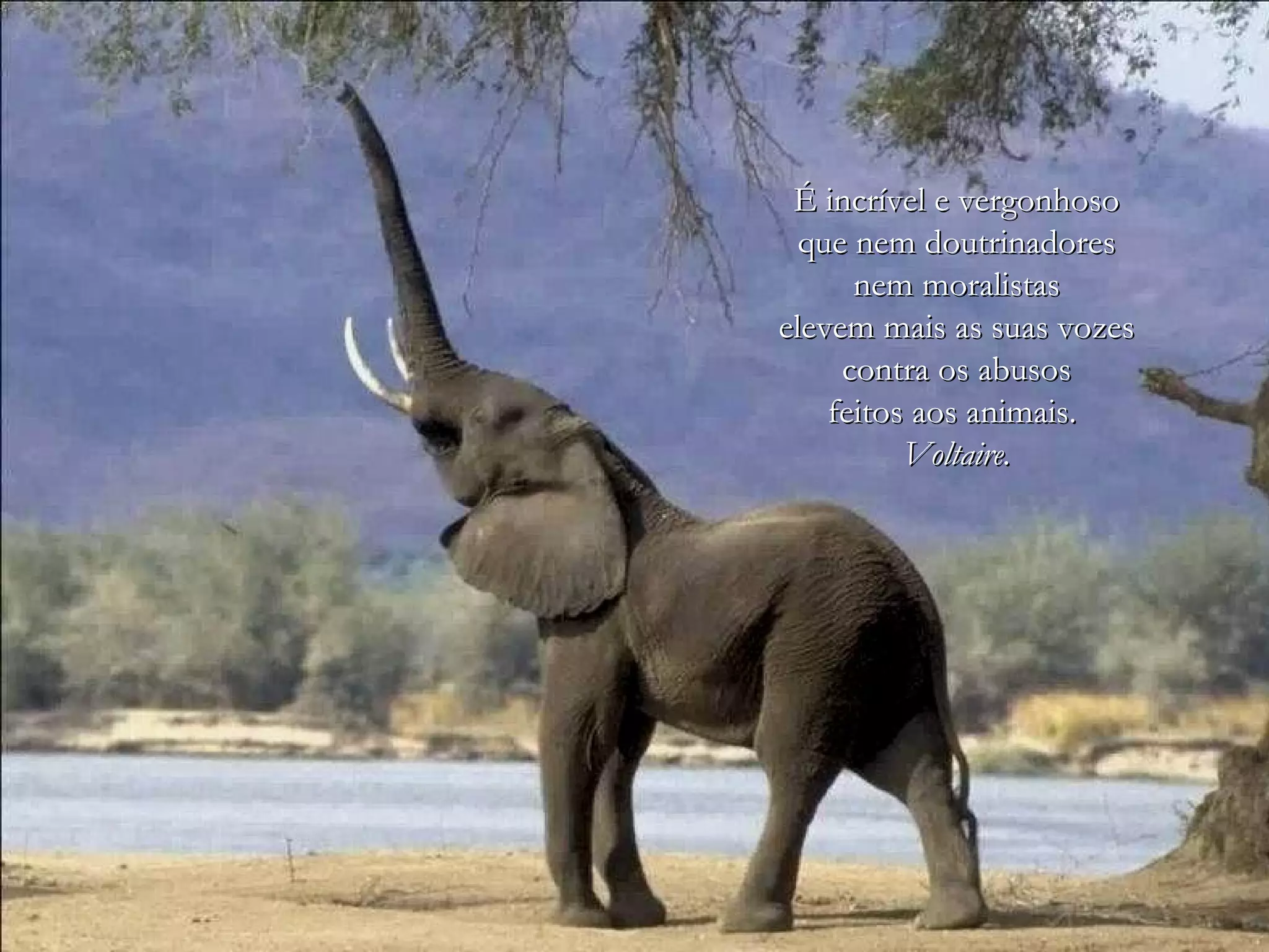 É incrível e vergonhoso
  que nem doutrinadores
      nem moralistas
elevem mais as suas vozes
     contra os abusos
    feitos aos animais.
          Voltaire.
 