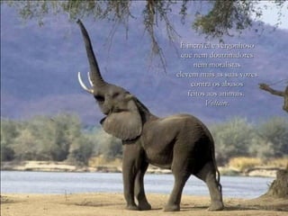 É incrível e vergonhoso
  que nem doutrinadores
      nem moralistas
elevem mais as suas vozes
     contra os abusos
    feitos aos animais.
          Voltaire.
 