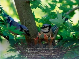 Enquanto o âmbito da sua compaixão
        não abranja todos os seres vivos,
    o homem não encontrará paz só por si.
Albert Schweitzer (Premio Nóbel de la Paz1952)
 