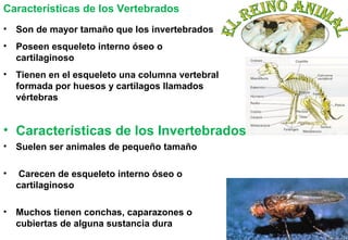 11
• Son de mayor tamaño que los invertebrados
• Poseen esqueleto interno óseo o
cartilaginoso
• Tienen en el esqueleto una columna vertebral
formada por huesos y cartílagos llamados
vértebras
Características de los Vertebrados
• Suelen ser animales de pequeño tamaño
• Carecen de esqueleto interno óseo o
cartilaginoso
• Muchos tienen conchas, caparazones o
cubiertas de alguna sustancia dura
• Características de los Invertebrados
 