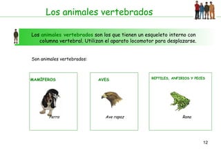 12
Los animales vertebrados
Los animales vertebrados son los que tienen un esqueleto interno con
columna vertebral. Utilizan el aparato locomotor para desplazarse.
Son animales vertebrados:
MAMÍFEROS
Perro Ave rapaz
AVES REPTILES, ANFIBIOS Y PECES
Rana
 