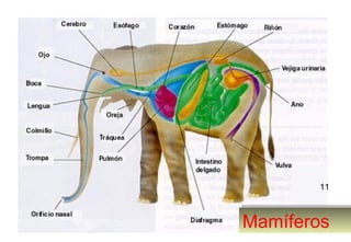 15
MamíferosMamíferos
11
 