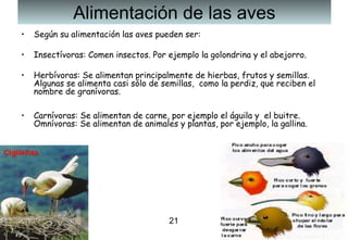 21
Alimentación de las aves
• Según su alimentación las aves pueden ser:
• Insectívoras: Comen insectos. Por ejemplo la golondrina y el abejorro.
• Herbívoras: Se alimentan principalmente de hierbas, frutos y semillas.
Algunas se alimenta casi sólo de semillas, como la perdiz, que reciben el
nombre de granívoras.
• Carnívoras: Se alimentan de carne, por ejemplo el águila y  el buitre.
Omnívoras: Se alimentan de animales y plantas, por ejemplo, la gallina.
 
21
 