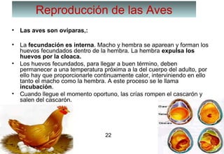 22
Reproducción de las Aves
• Las aves son ovíparas,:
• La fecundación es interna. Macho y hembra se aparean y forman los
huevos fecundados dentro de la hembra. La hembra expulsa los
huevos por la cloaca.
• Los huevos fecundados, para llegar a buen término, deben
permanecer a una temperatura próxima a la del cuerpo del adulto, por
ello hay que proporcionarle continuamente calor, interviniendo en ello
tanto el macho como la hembra. A este proceso se le llama
incubación.
• Cuando llegue el momento oportuno, las crías rompen el cascarón y
salen del cascarón.
22
 