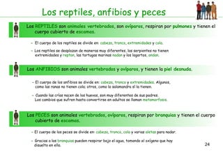 24
Los reptiles, anfibios y peces
Los REPTILES son animales vertebrados, son ovíparos, respiran por pulmones y tienen el
cuerpo cubierto de escamas.
- El cuerpo de los reptiles se divide en: cabeza, tronco, extremidades y cola.
- Los reptiles se desplazan de maneras muy diferentes, las serpientes no tienen
extremidades y reptan, las tortugas marinas nadan y los lagartos, andan.
Los ANFIBIOS son animales vertebrados y ovíparos, y tienen la piel desnuda.
- El cuerpo de los anfibios se divide en: cabeza, tronco y extremidades. Algunos,
como las ranas no tienen cola; otros, como la salamandra sí la tienen.
- Cuando las crías nacen de los huevos, son muy diferentes de sus padres.
Los cambios que sufren hasta convertirse en adultos se llaman metamorfosis.
Los PECES son animales vertebrados, ovíparos, respiran por branquias y tienen el cuerpo
cubierto de escamas.
- El cuerpo de los peces se divide en: cabeza, tronco, cola y varias aletas para nadar.
- Gracias a las branquias pueden respirar bajo el agua, tomando el oxígeno que hay
disuelto en ella.
 