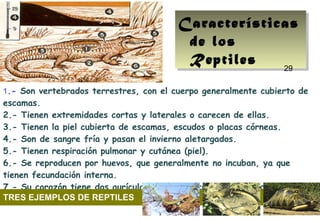 29
1.- Son vertebrados terrestres, con el cuerpo generalmente cubierto de
escamas.
2.- Tienen extremidades cortas y laterales o carecen de ellas.
3.- Tienen la piel cubierta de escamas, escudos o placas córneas.
4.- Son de sangre fría y pasan el invierno aletargados.
5.- Tienen respiración pulmonar y cutánea (piel).
6.- Se reproducen por huevos, que generalmente no incuban, ya que
tienen fecundación interna.
7.- Su corazón tiene dos aurículas y un ventrículo con una o dos
cavidades.TRES EJEMPLOS DE REPTILES
Características
de los
Reptiles
Características
de los
Reptiles 29
 