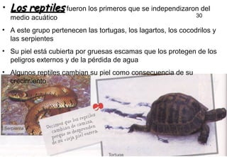 30
• Los reptilesLos reptiles fueron los primeros que se independizaron del
medio acuático
• A este grupo pertenecen las tortugas, los lagartos, los cocodrilos y
las serpientes
• Su piel está cubierta por gruesas escamas que los protegen de los
peligros externos y de la pérdida de agua
• Algunos reptiles cambian su piel como consecuencia de su
crecimiento
30
 