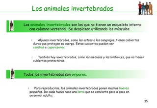 35
Los animales invertebrados
Los animales invertebrados son los que no tienen un esqueleto interno
con columna vertebral. Se desplazan utilizando los músculos.
• Algunos invertebrados, como las ostras o los cangrejos, tienen cubiertas
duras que protegen su cuerpo. Estas cubiertas pueden ser
conchas o caparazones.
Todos los invertebrados son ovíparos.
• También hay invertebrados, como las medusas y las lombrices, que no tienen
cubiertas protectoras.
• Para reproducirse, los animales invertebrados ponen muchos huevos
pequeños. De cada huevo nace una larva que se convierte poco a poco en
un animal adulto.
 