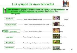 36
Los grupos de invertebrados
Hay diferentes grupos de invertebrados: las esponjas, los equinodermos, las
medusas, anémonas y corales, los gusanos, los moluscos y los
artrópodos.
ESPONJAS Son los invertebrados más sencillos. Esponjas
EQUINODERMOS Tienen el cuerpo cubierto por placas duras y púas. Erizo de mar
MEDUSAS,
ANÉMONAS Y CORALES
Tienen el cuerpo blando y tentáculos. Anémonas
GUSANOS Tienen el cuerpo blando y alargado. Lombriz de tierra
MOLUSCOS Tienen el cuerpo blando y casi todos tienen concha. Caracol
ARTRÓPODOS Tienen el cuerpo cubierto por un caparazón articulado.
Cangrejo de río
 