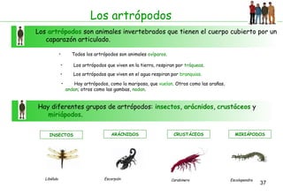 37
Los artrópodos
Los artrópodos son animales invertebrados que tienen el cuerpo cubierto por un
caparazón articulado.
• Todos los artrópodos son animales ovíparos.
• Los artrópodos que viven en la tierra, respiran por tráqueas.
• Los artrópodos que viven en el agua respiran por branquias.
Hay diferentes grupos de artrópodos: insectos, arácnidos, crustáceos y
miriápodos.
• Hay artrópodos, como la mariposa, que vuelan. Otros como las arañas,
andan; otros como las gambas, nadan.
INSECTOS
Libélula
ARÁCNIDOS
Escorpión
CRUSTÁCEOS
Carabinero
MIRIÁPODOS
Escolopendra
 