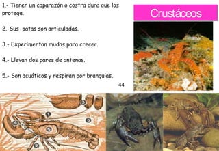 40
CrustáceosCrustáceos
1.- Tienen un caparazón o costra dura que los
protege.
2.-Sus  patas son articuladas.
3.- Experimentan mudas para crecer.
4.- Llevan dos pares de antenas.
5.- Son acuáticos y respiran por branquias.
44
 