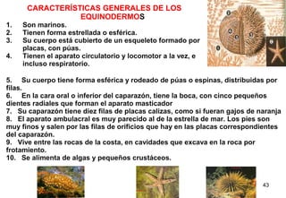 43
CARACTERÍSTICAS GENERALES DE LOS
EQUINODERMOS
1. Son marinos.
2. Tienen forma estrellada o esférica.
3. Su cuerpo está cubierto de un esqueleto formado por
placas, con púas.
4. Tienen el aparato circulatorio y locomotor a la vez, e
incluso respiratorio.
5. Su cuerpo tiene forma esférica y rodeado de púas o espinas, distribuidas por
filas.
6. En la cara oral o inferior del caparazón, tiene la boca, con cinco pequeños
dientes radiales que forman el aparato masticador
7. Su caparazón tiene diez filas de placas calizas, como si fueran gajos de naranja
8. El aparato ambulacral es muy parecido al de la estrella de mar. Los pies son
muy finos y salen por las filas de orificios que hay en las placas correspondientes
del caparazón.
9. Vive entre las rocas de la costa, en cavidades que excava en la roca por
frotamiento.
10. Se alimenta de algas y pequeños crustáceos.
 