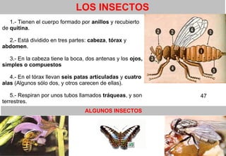 44
LOS INSECTOS
1.- Tienen el cuerpo formado por anillos y recubierto
de quitina.
2.- Está dividido en tres partes: cabeza, tórax y
abdomen.
3.- En la cabeza tiene la boca, dos antenas y los ojos,
simples o compuestos
4.- En el tórax llevan seis patas articuladas y cuatro
alas (Algunos sólo dos, y otros carecen de ellas).
5.- Respiran por unos tubos llamados tráqueas, y son
terrestres.
ALGUNOS INSECTOS
47
 