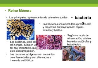 • Las principales representantes de este reino son las
• Reino Mónera
• bacteria
s• Las bacterias son unicelulares procariontes
y presentan distintas formas: espiral,
esférica y bastón.
• Según su modo de
alimentación, existen
bacterias autótrofas y
heterótrofas.
• Las bacterias, junto con
los hongos, cumplen un
rol muy importante, que
es la descomposición.
• Las bacterias patógenas son causantes
de enfermedades y son eliminadas a
través de antibióticos.
 