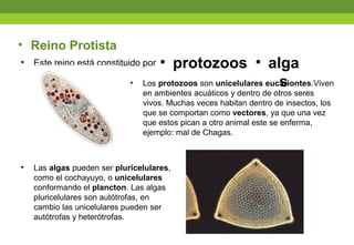 • Este reino está constituido por
• Reino Protista
• protozoos
• Los protozoos son unicelulares eucariontes.Viven
en ambientes acuáticos y dentro de otros seres
vivos. Muchas veces habitan dentro de insectos, los
que se comportan como vectores, ya que una vez
que estos pican a otro animal este se enferma,
ejemplo: mal de Chagas.
• Las algas pueden ser pluricelulares,
como el cochayuyo, o unicelulares
conformando el plancton. Las algas
pluricelulares son autótrofas, en
cambio las unicelulares pueden ser
autótrofas y heterótrofas.
• alga
s
 
