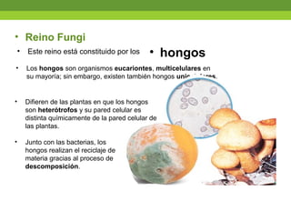 • Este reino está constituido por los
• Reino Fungi
• hongos
• Los hongos son organismos eucariontes, multicelulares en
su mayoría; sin embargo, existen también hongos unicelulares.
• Difieren de las plantas en que los hongos
son heterótrofos y su pared celular es
distinta químicamente de la pared celular de
las plantas.
• Junto con las bacterias, los
hongos realizan el reciclaje de
materia gracias al proceso de
descomposición.
 