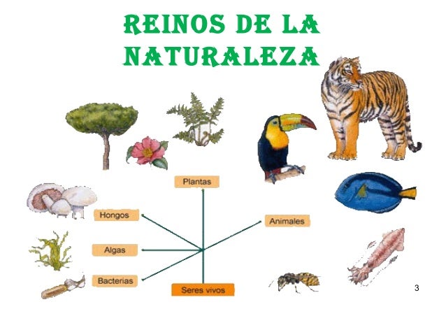 Reino Animal Completo