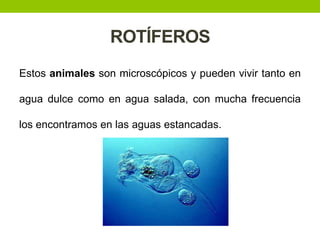 ROTÍFEROS
Estos animales son microscópicos y pueden vivir tanto en
agua dulce como en agua salada, con mucha frecuencia
los encontramos en las aguas estancadas.

 