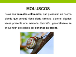 MOLUSCOS
Estos son animales celomados, que presentan un cuerpo
blando que aunque tiene cierta simetría bilateral algunas

veces presenta una marcada distorsión, generalmente se
encuentran protegidos por conchas calcareas.

 