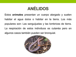 ANÉLIDOS
Estos animales presentan un cuerpo alargado y suelen

habitar el agua dulce o habitar en la tierra. Los más
populares son: Las sanguijuelas y las lombrices de tierra.
La respiración de estos individuos es cutanéa pero en

algunos casos también pueden ser bronquial.

 
