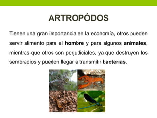 ARTROPÓDOS
Tienen una gran importancia en la economía, otros pueden

servir alimento para el hombre y para algunos animales,
mientras que otros son perjudiciales, ya que destruyen los
sembradios y pueden llegar a transmitir bacterias.

 
