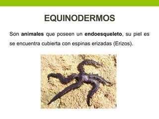 EQUINODERMOS
Son animales que poseen un endoesqueleto, su piel es

se encuentra cubierta con espinas erizadas (Erizos).

 