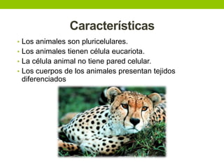 Características
• Los animales son pluricelulares.
• Los animales tienen célula eucariota.
• La célula animal no tiene pared celular.
• Los cuerpos de los animales presentan tejidos

diferenciados

 