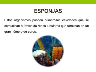 ESPONJAS
Estos organismos poseen numerosas cavidades que se
comunican a través de redes tubulares que terminan en un

gran número de poros.

 