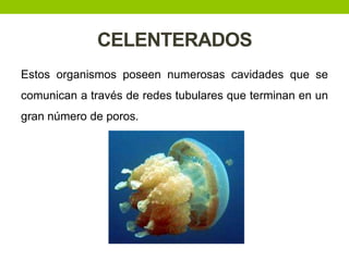 CELENTERADOS
Estos organismos poseen numerosas cavidades que se

comunican a través de redes tubulares que terminan en un
gran número de poros.

 