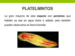 PLATELMINTOS
La gran mayoría de esta especie son parásitos que

habitan ya sea en agua dulce o salada, pero también
pueden observarse en tierra húmeda.

 