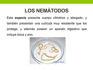 LOS NEMÁTODOS
• Esta especie presenta cuerpo cilindrico y alargado, y

también presentan una cutícula muy resistente que los
protege, y además poseen un aparato digestivo que
incluye boca y ano.

 