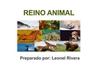 REINO ANIMAL

Preparado por: Leonel Rivera

 