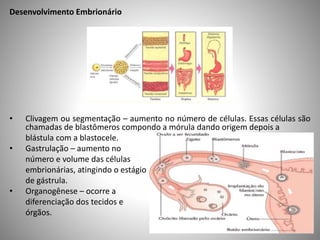 Desenvolvimento Embrionário 
• Clivagem ou segmentação – aumento no número de células. Essas células são 
chamadas de blastômeros compondo a mórula dando origem depois a 
blástula com a blastocele. 
• Gastrulação – aumento no 
número e volume das células 
embrionárias, atingindo o estágio 
de gástrula. 
• Organogênese – ocorre a 
diferenciação dos tecidos e 
órgãos. 
 