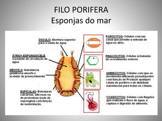 FILO PORIFERA 
Esponjas do mar 
 