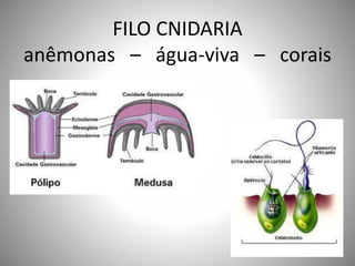 FILO CNIDARIA 
anêmonas – água-viva – corais 
 