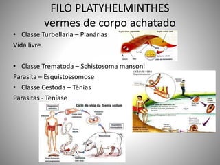 FILO PLATYHELMINTHES 
vermes de corpo achatado 
• Classe Turbellaria – Planárias 
Vida livre 
• Classe Trematoda – Schistosoma mansoni 
Parasita – Esquistossomose 
• Classe Cestoda – Tênias 
Parasitas - Teníase 
 