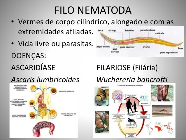 Como alimentar um gato com pastilhas de vermes