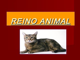 REINO ANIMALREINO ANIMAL
 