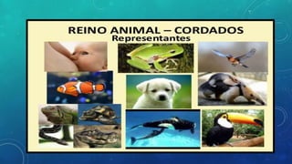 Reino animal 17