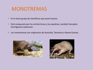 MONOTREMAS
• Es el único grupo de mamíferos que pone huevos.
• Está compuesto por los ornitorrincos y los equidnas, también llamados
hormigueros espinosos.
• Los monotremas son originarios de Australia, Tasmania y Nueva Guinea.
 