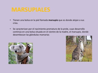 MARSUPIALES
• Tienen una bolsa en la piel llamada marsupio que es donde alojan a sus
crías.
• Se caracterizan por el nacimiento prematuro de la prole, cuyo desarrollo
continúa en una bolsa situada en el vientre de la madre, el marsupio, donde
desembocan las glándulas mamarias
 