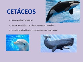 CETÁCEOS
• Son mamíferos acuáticos.
• Sus extremidades posteriores se unen en una aleta.
• La ballena, el delfín o la orca pertenecen a este grupo.
 