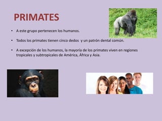PRIMATES
• A este grupo pertenecen los humanos.
• Todos los primates tienen cinco dedos y un patrón dental común.
• A excepción de los humanos, la mayoría de los primates viven en regiones
tropicales y subtropicales de América, África y Asia.
 