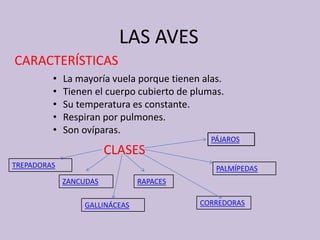 LAS AVES
CARACTERÍSTICAS
• La mayoría vuela porque tienen alas.
• Tienen el cuerpo cubierto de plumas.
• Su temperatura es constante.
• Respiran por pulmones.
• Son ovíparas.
CLASES
PÁJAROS
RAPACES
GALLINÁCEAS
ZANCUDAS
PALMÍPEDAS
CORREDORAS
TREPADORAS
 