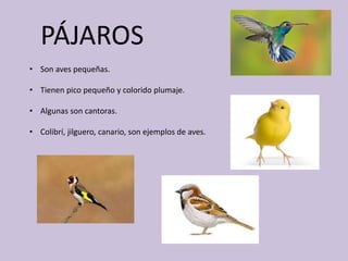PÁJAROS
• Son aves pequeñas.
• Tienen pico pequeño y colorido plumaje.
• Algunas son cantoras.
• Colibrí, jilguero, canario, son ejemplos de aves.
 