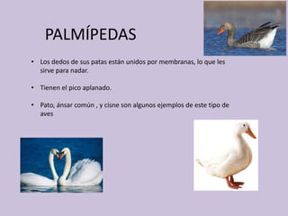 PALMÍPEDAS
• Los dedos de sus patas están unidos por membranas, lo que les
sirve para nadar.
• Tienen el pico aplanado.
• Pato, ánsar común , y cisne son algunos ejemplos de este tipo de
aves
 
